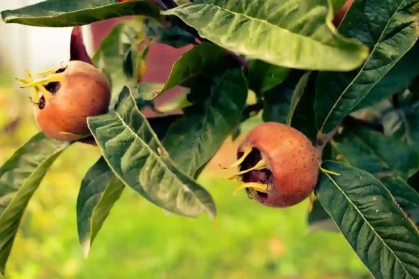 old fashioned fruit trees