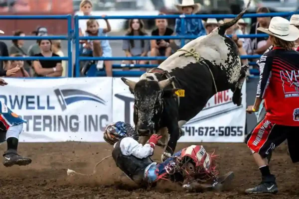 Rican Riding Bulls Smash Beautiful Cows Vol 2